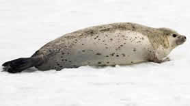 Spotted seal adult seen during today's tagging.